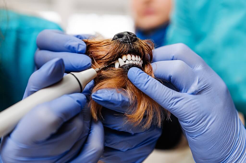 Dentistry Dentistry