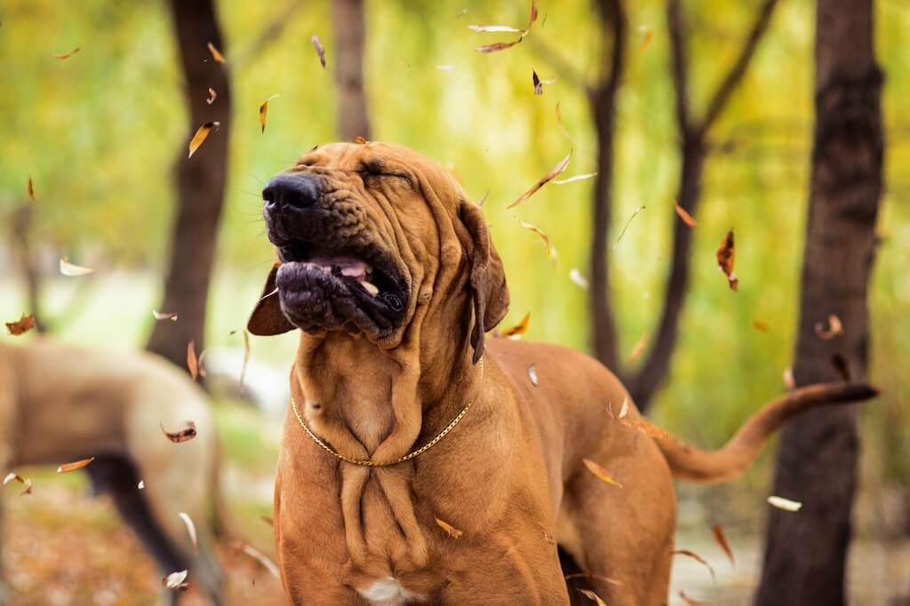 shutterstock_1256623288