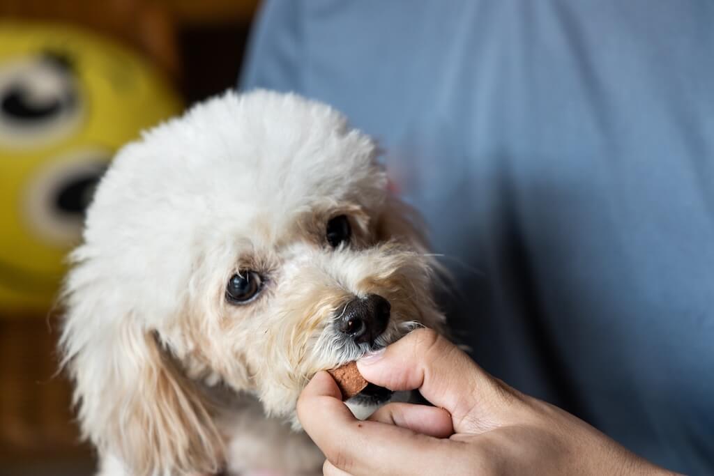 shutterstock_1649905612