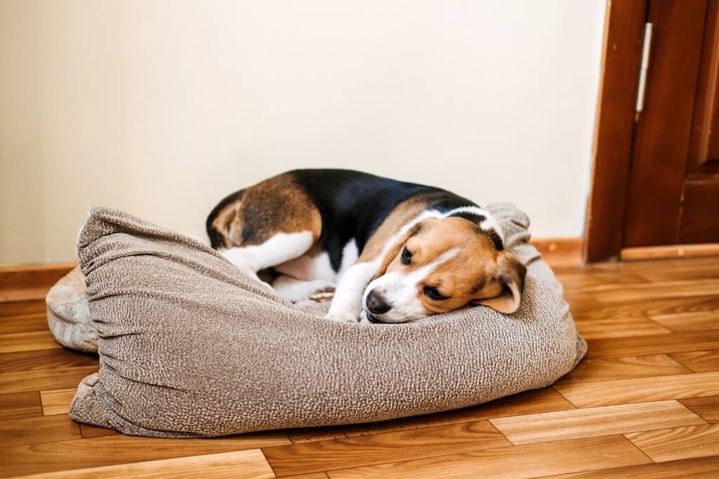 shutterstock_1956989755