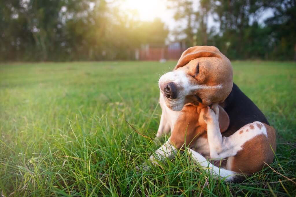shutterstock_2374728691