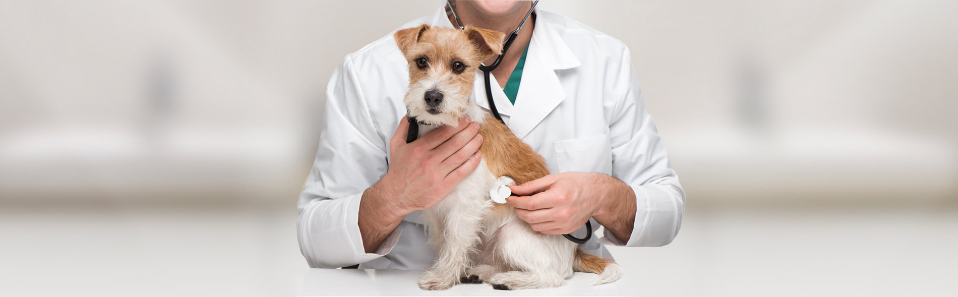 Pet Services That You Can Trust At Bluegrass Animal Hospital